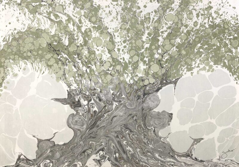 Ancient Olive Tree