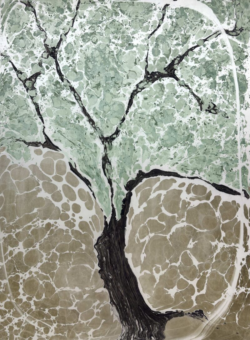 Young Olive Tree
